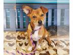 Red Heeler Mix DOG FOR ADOPTION RGADN-1257133 - Colt - Red Heeler / Terrier /