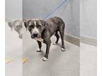 Mastiff Mix DOG FOR ADOPTION RGADN-1257135 - *NIGEL - Mastiff / Mixed (medium