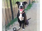 American Pit Bull Terrier-Great Dane Mix DOG FOR ADOPTION RGADN-1257150 -
