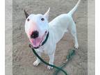 Bull Terrier DOG FOR ADOPTION RGADN-1257151 - *BACARDI - Bull Terrier (medium