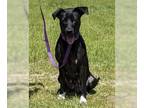 Labrador Retriever DOG FOR ADOPTION RGADN-1257155 - Eva - Labrador Retriever /