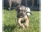 Boxer DOG FOR ADOPTION RGADN-1257157 - Eva’s pups - Boxer / Labrador Retriever