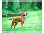 Rhodesian Ridgeback Mix DOG FOR ADOPTION RGADN-1257159 - Roo - Rhodesian