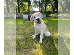 Golden Labrador DOG FOR ADOPTION RGADN-1257161 - Bingo - Labrador Retriever /