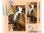 American Pit Bull Terrier-Whippet Mix DOG FOR ADOPTION RGADN-1257162 - Duncan -