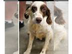 Brittany Mix DOG FOR ADOPTION RGADN-1257186 - Motley - Setter / Brittany / Mixed