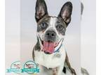 Border Collie-Boston Terrier Mix DOG FOR ADOPTION RGADN-1257195 - Cosmo - Boston