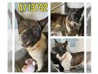 Akita Mix DOG FOR ADOPTION RGADN-1257203 - PEBBLES - Akita / Mixed (medium coat)