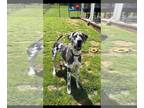 Great Dane Mix DOG FOR ADOPTION RGADN-1257213 - Luna - Great Dane / Mixed Dog