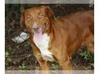 Sheprador DOG FOR ADOPTION RGADN-1257214 - RITA - Labrador Retriever /