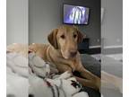 Mix DOG FOR ADOPTION RGADN-1257219 - Theo - Retriever Dog For Adoption