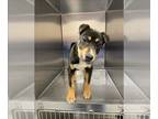 Chinese Shar-Pei-Labrador Retriever Mix DOG FOR ADOPTION RGADN-1257221 - PO BOY