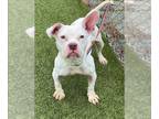 American Pit Bull Terrier Mix DOG FOR ADOPTION RGADN-1257223 - NESSIE - Pit Bull