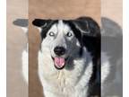 Alaskan Malamute-Huskies Mix DOG FOR ADOPTION RGADN-1257245 - Balto - Husky /