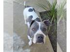 American Pit Bull Terrier DOG FOR ADOPTION RGADN-1257250 - Love - Pit Bull