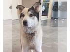 Huskies -Labrador Retriever Mix DOG FOR ADOPTION RGADN-1257251 - Lenny - Husky /