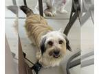 Mix DOG FOR ADOPTION RGADN-1257278 - Aspen - Wheaten Terrier (medium coat) Dog