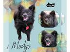 Paperanian DOG FOR ADOPTION RGADN-1257286 - Madge - Papillon / Pomeranian /