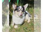 Mix DOG FOR ADOPTION RGADN-1257290 - Oreo - Welsh Corgi Dog For Adoption