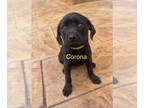 Labbe DOG FOR ADOPTION RGADN-1257318 - Mama Nora Pup - Corona - Beagle /