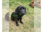 Labbe DOG FOR ADOPTION RGADN-1257319 - Mama Nora Pup - Heine - Beagle / Labrador