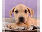Great Dane-Labrador Retriever Mix DOG FOR ADOPTION RGADN-1257323 - Bark Avenue