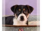 Euro Mountain Sheparnese DOG FOR ADOPTION RGADN-1257326 - Momma Anni Pup - Adley