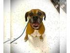 Boxer DOG FOR ADOPTION RGADN-1257363 - Maggie IV - Silver Heart - Boxer Dog For