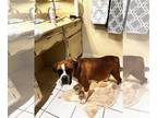 Boxer DOG FOR ADOPTION RGADN-1257364 - Prudence - Boxer Dog For Adoption