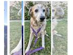 Collie-Labrador Retriever Mix DOG FOR ADOPTION RGADN-1257367 - Pennie - Collie /
