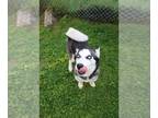 Mix DOG FOR ADOPTION RGADN-1257377 - Molly - Husky Dog For Adoption