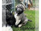 Pyredoodle DOG FOR ADOPTION RGADN-1257393 - Spinner - Great Pyrenees / Poodle
