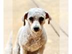 Bichon Frise Mix DOG FOR ADOPTION RGADN-1257406 - Sandy - Poodle (unknown type)