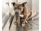 American Pit Bull Terrier DOG FOR ADOPTION RGADN-1257409 - Yeti - American Pit