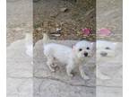 Poodle (Miniature) DOG FOR ADOPTION RGADN-1257413 - Betty Boop - Poodle