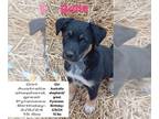 Australian Shepherd-Great Pyrenees Mix DOG FOR ADOPTION RGADN-1257417 - Belle -
