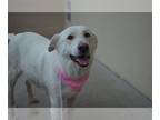 Labrenees DOG FOR ADOPTION RGADN-1257428 - Dana Duchess of Dogshire - Great