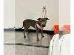 American Pit Bull Terrier-Weimaraner Mix DOG FOR ADOPTION RGADN-1257446 - MATTEL