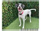 Plott Hound DOG FOR ADOPTION RGADN-1257449 - HANK - Plott Hound (medium coat)