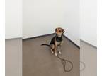 English Coonhound DOG FOR ADOPTION RGADN-1257459 - HOUND - English Coonhound