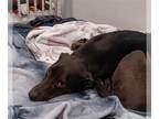 Greyhound-Whippet Mix DOG FOR ADOPTION RGADN-1257461 - HARLEY - Greyhound /