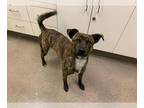 American Pit Bull Terrier-Australian Kelpie Mix DOG FOR ADOPTION RGADN-1257480 -