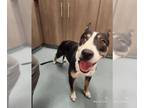 American Pit Bull Terrier-Basenji Mix DOG FOR ADOPTION RGADN-1257483 - HELENA -