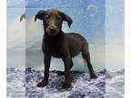 Labmaraner DOG FOR ADOPTION RGADN-1257486 - 240457 Walker - Weimaraner /