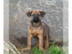 Dachshund Mix DOG FOR ADOPTION RGADN-1257488 - Kanga Pup - Bounce - Dachshund /