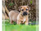 Dachshund Mix DOG FOR ADOPTION RGADN-1257490 - Kanga Pup - Kessie - Dachshund /