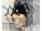 Pomeranian DOG FOR ADOPTION RGADN-1257511 - Cosmo - Pomeranian (long coat) Dog