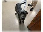 German Wirehaired Pointer Mix DOG FOR ADOPTION RGADN-1257514 - A514709 - German