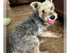 Welsh Terrier Mix DOG FOR ADOPTION RGADN-1257515 - Action Jackson TX - Welsh