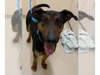 Doberman Pinscher DOG FOR ADOPTION RGADN-1257522 - WALDO - Doberman Pinscher